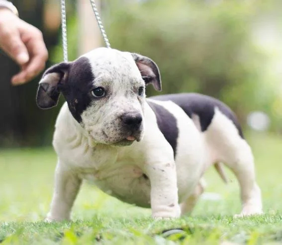 Puppy #34 photo 3
