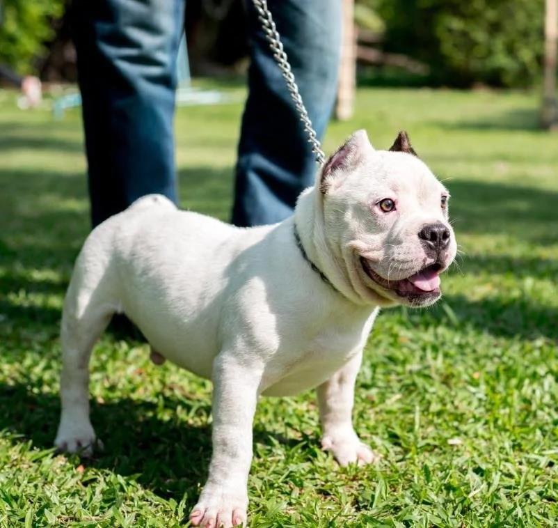 Puppy #35 the Pocket Bully puppy