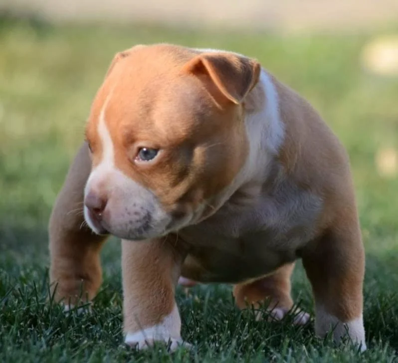 Puppy #36 photo 2