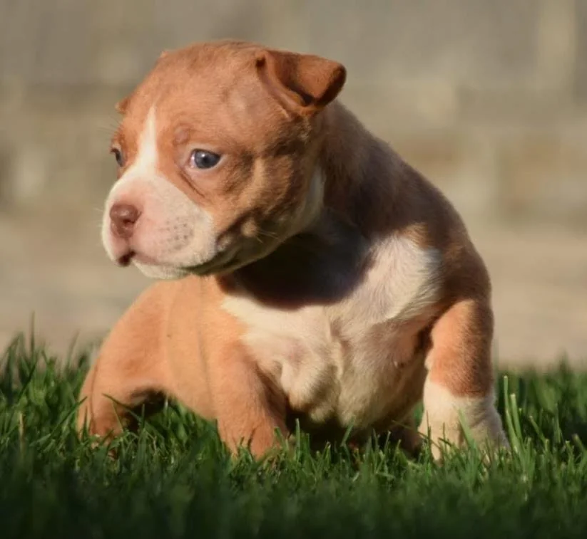 Puppy #36 photo 3
