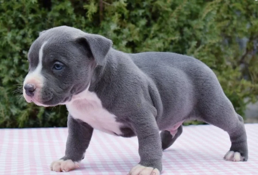 Puppy #37 photo 2