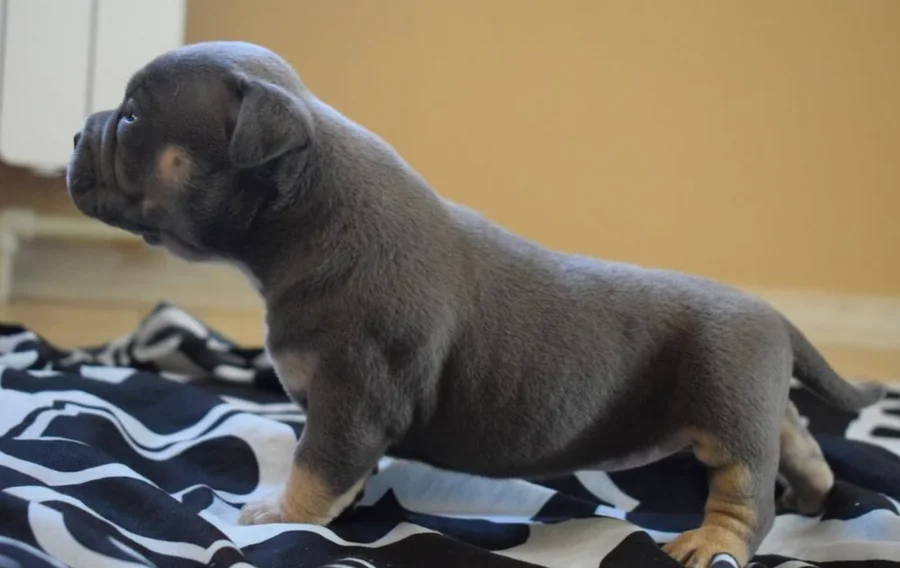 Puppy #37 photo 3