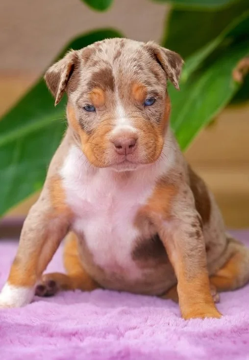 Puppy #39 photo 1