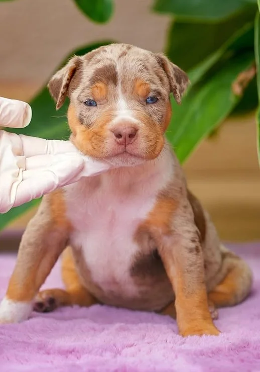 Puppy #39 photo 2