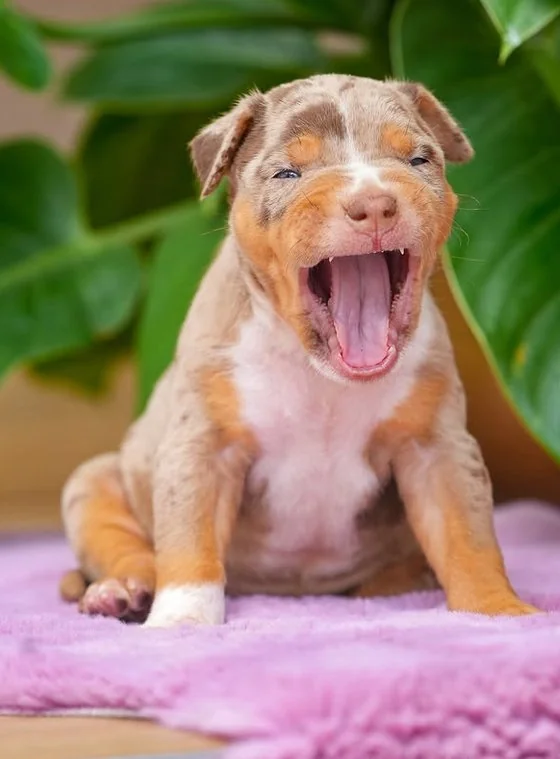 Puppy #39 photo 3