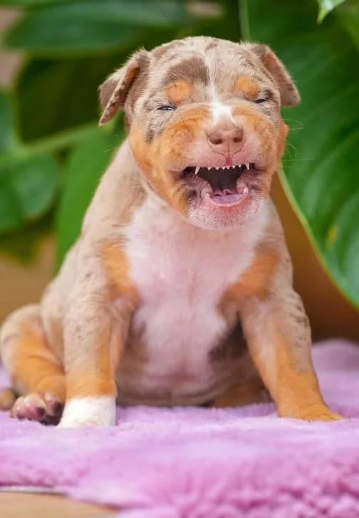 Puppy #39 photo 4
