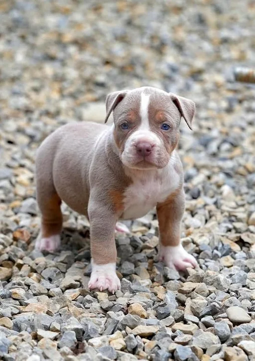 Puppy #40 photo 1