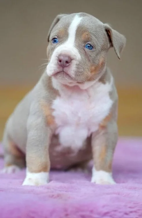 Puppy #40 photo 3