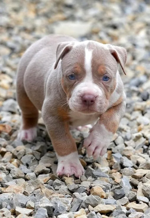 Puppy #40 photo 4